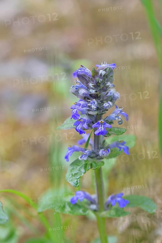 Blue bugle (Ajuga reptans), inflorescence in a meadow, Wilnsdorf, North Rhine-Westphalia, Germany