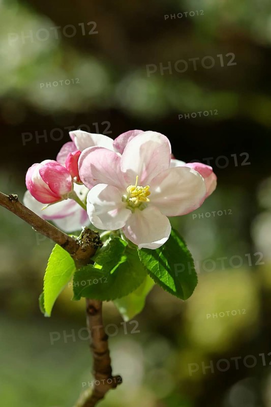 Apple blossoms (Malus), red still closed blossoms and white opened blossom with bokeh in the background, close-up, Wilnsdorf, North Rhine-Westphalia, Germany