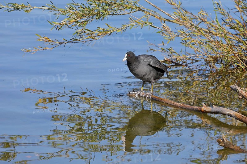 Eurasian Coot, coot rail, (Fulica atra), standing on a branch of a fallen tree on the lakeshore, Chiemsee, Prien, Bavaria, Germany