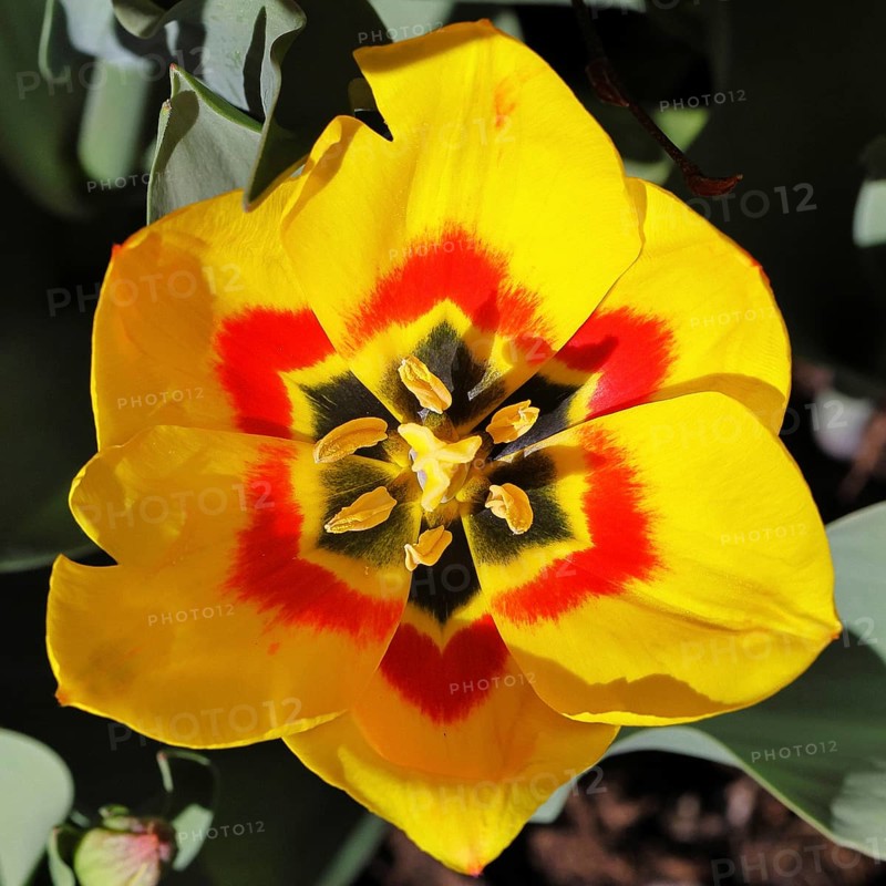 Tulip (Tulipa), red-yellow flower, pistil and stamens in a tulip calyx, Wilnsdorf, North Rhine-Westphalia, Germany