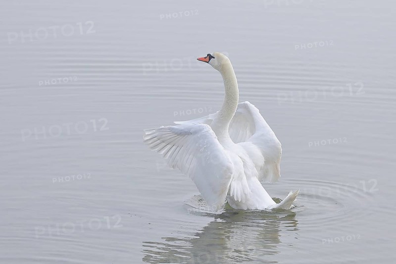 Mute swan (Cygnus olor) swimming in the water, flapping its wings, Chiemsee, Prien, Bavaria, Germany