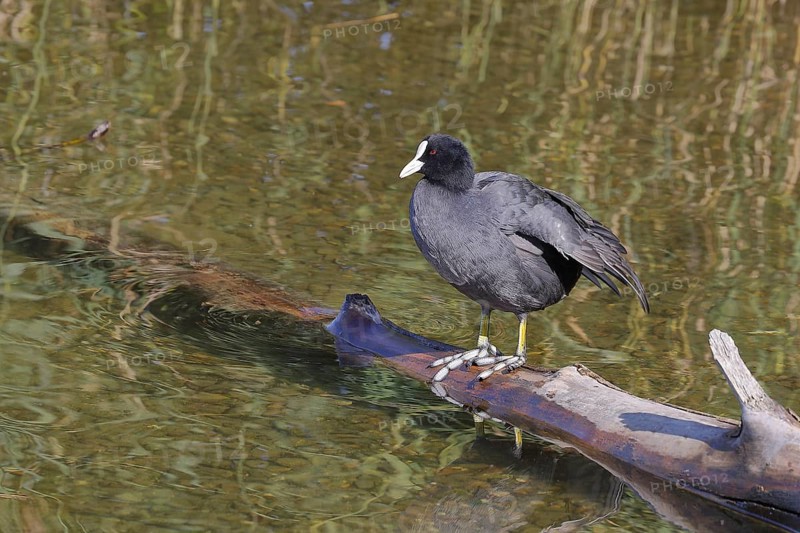 Eurasian Coot, coot rail, (Fulica atra), standing on a branch of a fallen tree on the lakeshore, Chiemsee, Prien, Bavaria, Germany