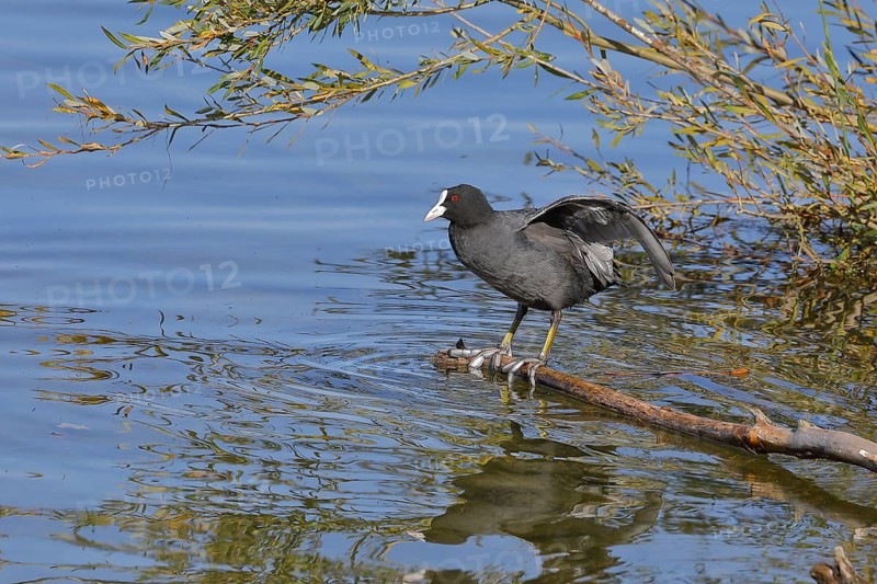 Eurasian Coot, coot rail, (Fulica atra), standing on a branch of a fallen tree on the lakeshore, Chiemsee, Prien, Bavaria, Germany