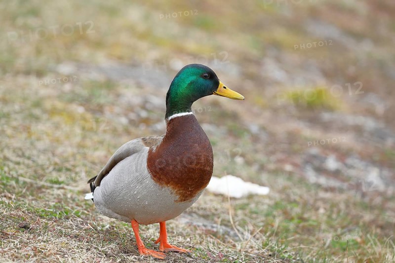 Mallard (Anas platyrhynchos), male, drake, standing on a slope on the lakeshore, Chiemsee, Prien, Bavaria, Germany