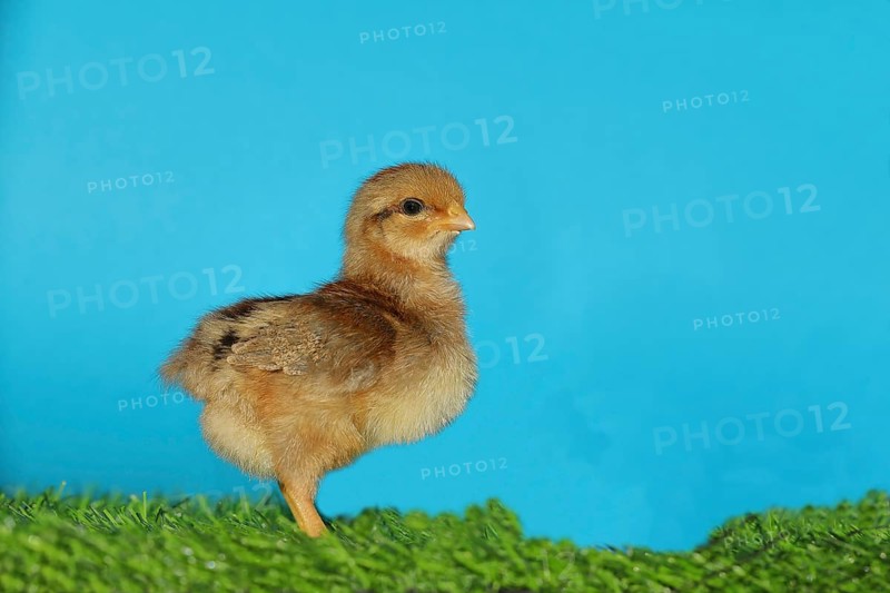 Domestic fowl (Gallus gallus domesticus), freshly hatched, chicken chick standing on grass, Wilnsdorf, North Rhine-Westphalia, Germany