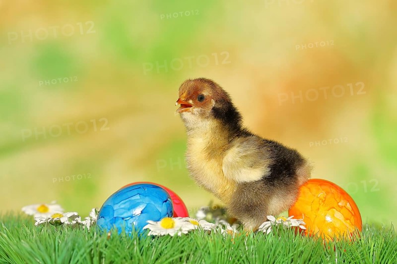 Domestic chicken (Gallus gallus domesticus), chicken chicks with colourful Easter eggs, Easter, spring, Wilnsdorf, North Rhine-Westphalia, Germany