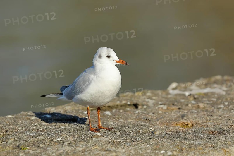 Black-headed gull (Chroicocephalus ridibundus), standing on a wall on the lakeshore, Lake Chiemsee, Prien, Bavaria, Germany