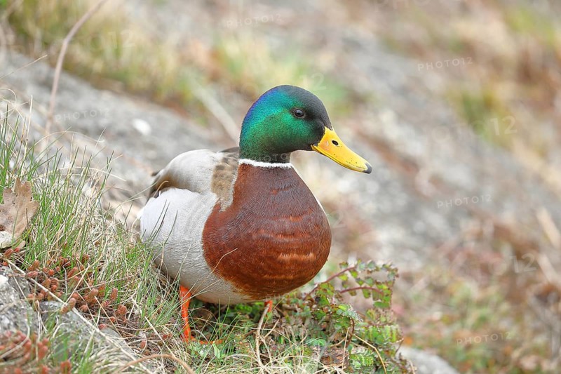 Mallard (Anas platyrhynchos), male, drake, standing on a slope on the lakeshore, Chiemsee, Prien, Bavaria, Germany