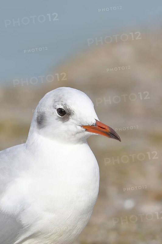 Black-headed Black-headed Gull (Chroicocephalus ridibundus), animal portrait, Lake Chiemsee, Prien, Bavaria, Germany