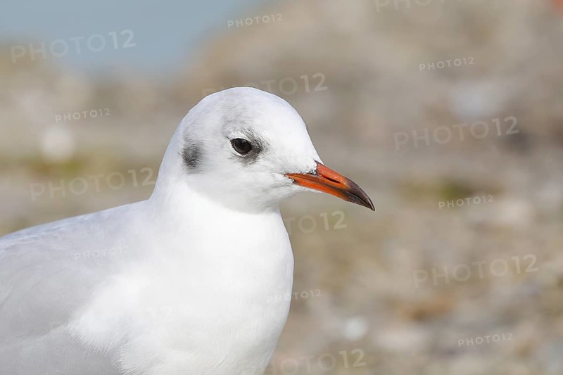 Black-headed Black-headed Gull (Chroicocephalus ridibundus), animal portrait, Lake Chiemsee, Prien, Bavaria, Germany