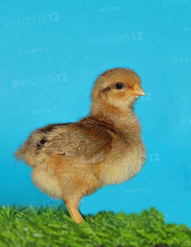 Domestic fowl (Gallus gallus domesticus), freshly hatched, chicken chick standing on grass, Wilnsdorf, North Rhine-Westphalia, Germany