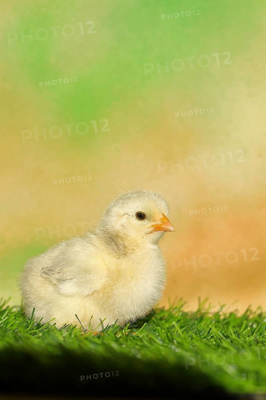 Domestic fowl (Gallus gallus domesticus), freshly hatched, chicken chick standing on grass, Wilnsdorf, North Rhine-Westphalia, Germany