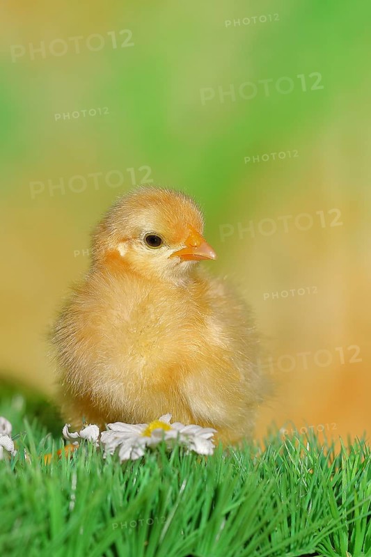 Domestic fowl (Gallus gallus domesticus), freshly hatched, chicken chick standing on grass, Wilnsdorf, North Rhine-Westphalia, Germany