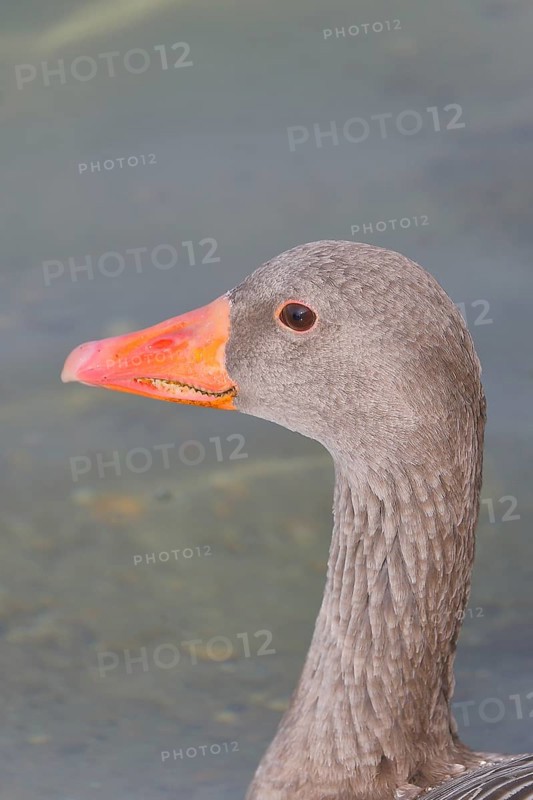 Greylag goose (Anser anser) swimming on the water, animal portrait, Chiemsee, Prien, Bavaria, Germany