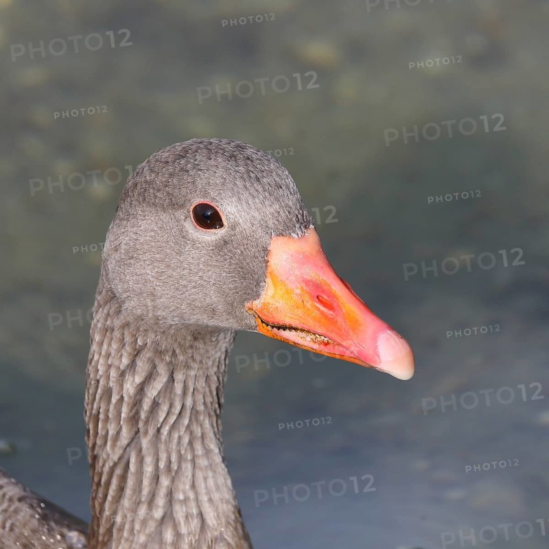 Greylag goose (Anser anser) swimming on the water, animal portrait, Chiemsee, Prien, Bavaria, Germany
