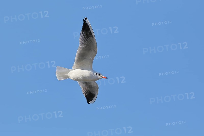 Black-headed Black-headed Gull (Chroicocephalus ridibundus), in flight, Lake Chiemsee, Prien, Bavaria, Germany