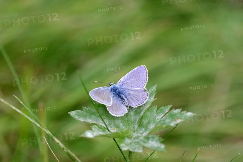 Blue butterfly (Polyommatus icarus), male, blue wings, meadow, colourful, pretty, Germany, The butterfly sits with spread wings on a green leaf