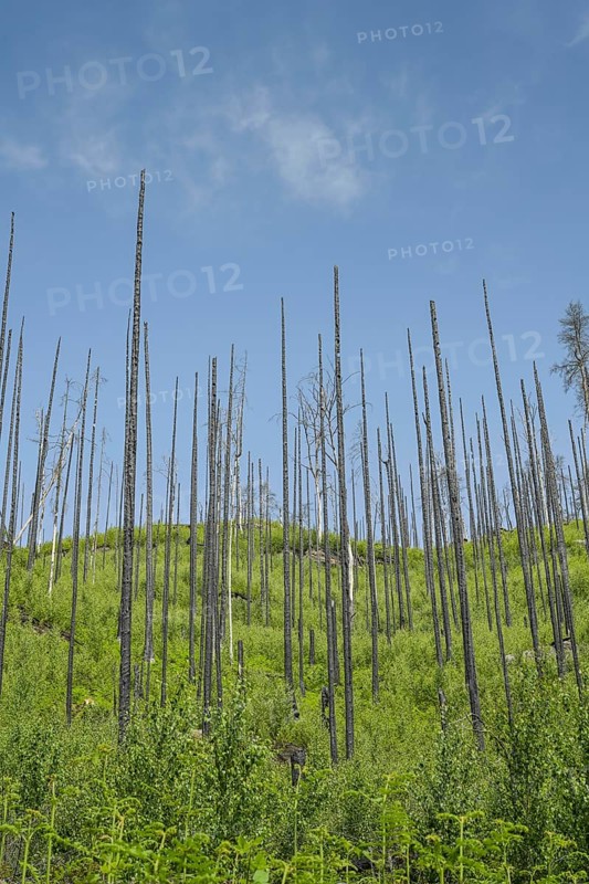 Bare trunks, forest recovers after forest fire from 2022 east of Hrensko, Czech Republic