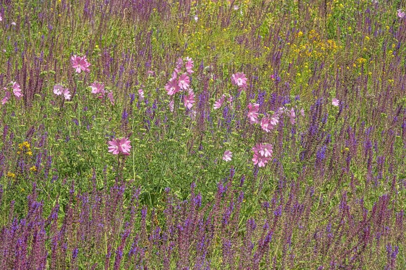 Wildflowers, Meadow, Messedamm, Charlottenburg, Berlin, Germany