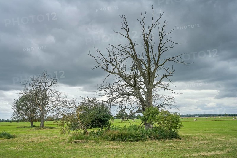 Floodplain landscape on the Elbe, Brandenburg, Germany