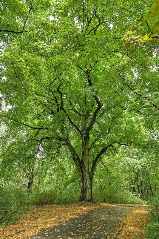 Old lime tree in the forest near Beelitz, Brandenburg, Germany