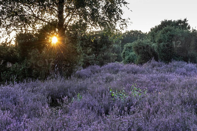 Heath landscape with heather (Calluna vulgaris) and juniper (Juniperus communis), Emsland, Lower Saxony, Germany
