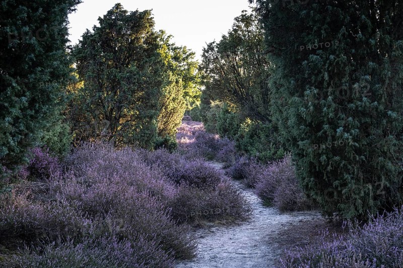 Heath landscape with heather (Calluna vulgaris) and juniper (Juniperus communis), Emsland, Lower Saxony, Germany