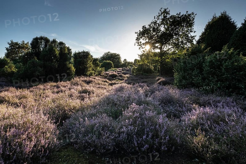 Heath landscape with heather (Calluna vulgaris) and juniper (Juniperus communis), Emsland, Lower Saxony, Germany