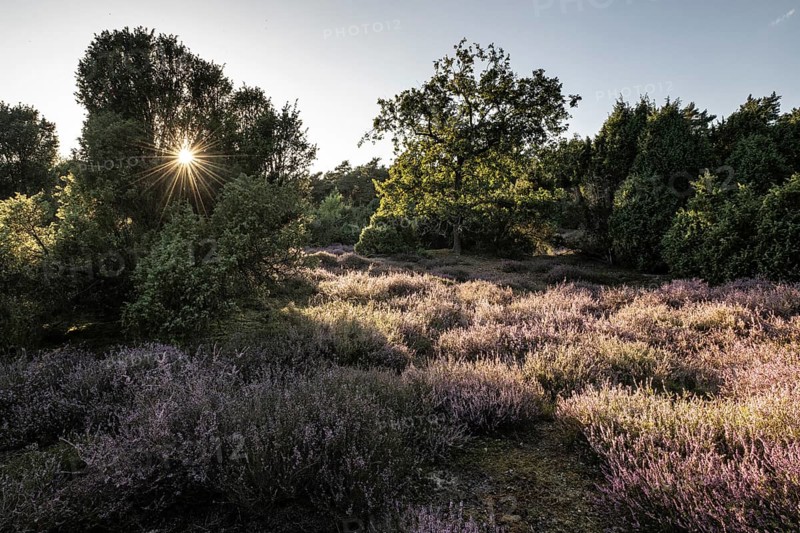 Heath landscape with heather (Calluna vulgaris) and juniper (Juniperus communis), Emsland, Lower Saxony, Germany
