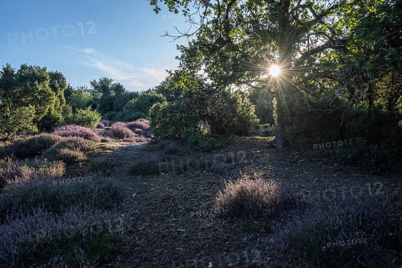 Heath landscape with heather (Calluna vulgaris) and juniper (Juniperus communis), Emsland, Lower Saxony, Germany