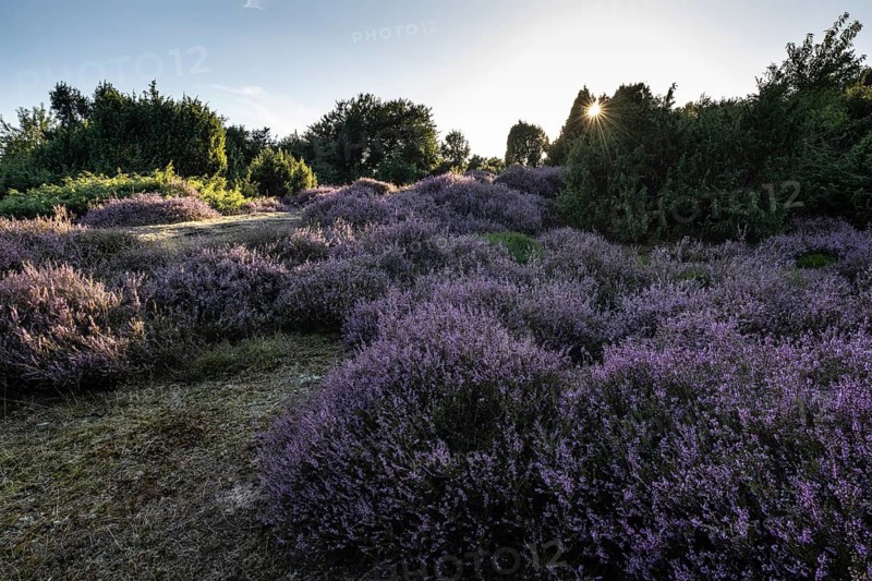 Heath landscape with heather (Calluna vulgaris) and juniper (Juniperus communis), Emsland, Lower Saxony, Germany