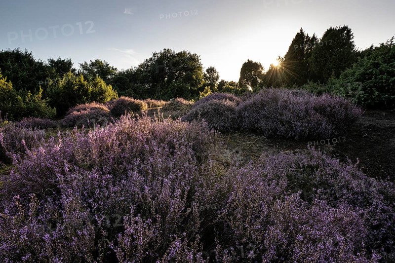 Heath landscape with heather (Calluna vulgaris) and juniper (Juniperus communis), Emsland, Lower Saxony, Germany