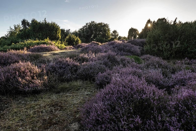Heath landscape with heather (Calluna vulgaris) and juniper (Juniperus communis), Emsland, Lower Saxony, Germany