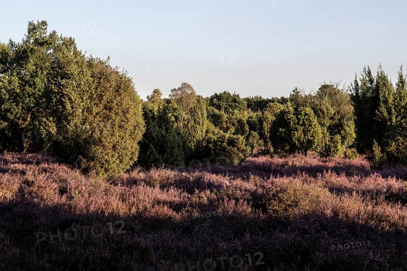 Heath landscape with heather (Calluna vulgaris) and juniper (Juniperus communis), Emsland, Lower Saxony, Germany
