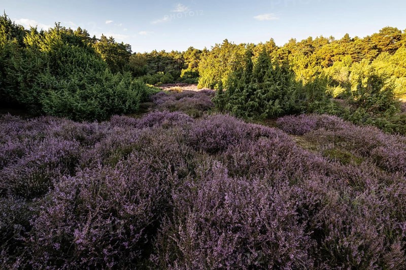 Heath landscape with heather (Calluna vulgaris) and juniper (Juniperus communis), Emsland, Lower Saxony, Germany