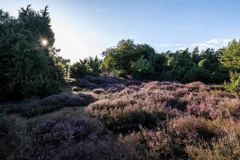 Heath landscape with heather (Calluna vulgaris) and juniper (Juniperus communis), Emsland, Lower Saxony, Germany
