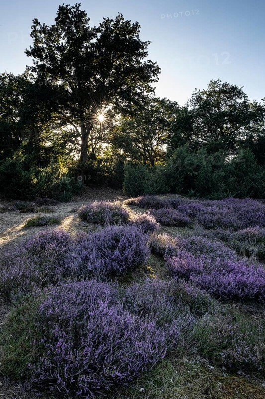 Heath landscape with heather (Calluna vulgaris) and juniper (Juniperus communis), Emsland, Lower Saxony, Germany