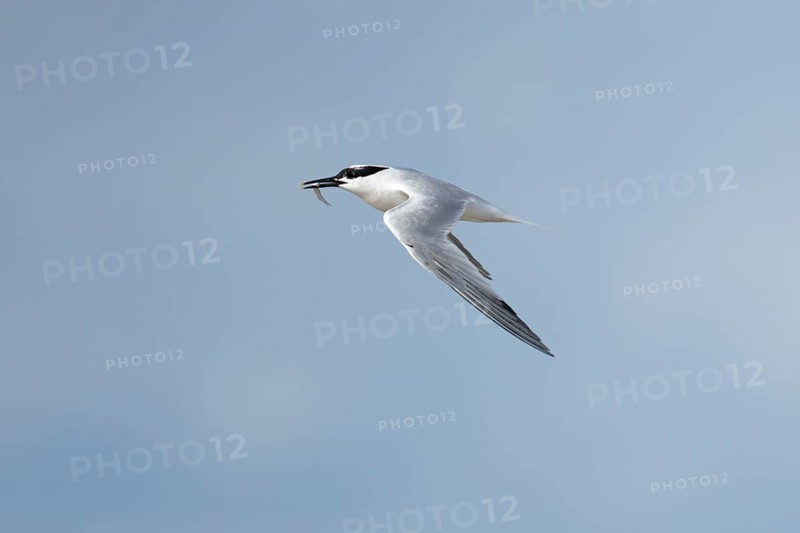 Sandwich tern (Thalasseus sandvicensis) adult bird with a fish in its beak in flight, England, United Kingdom