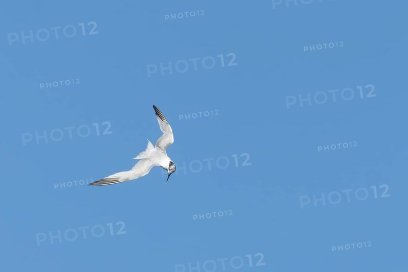 Sandwich tern (Thalasseus sandvicensis) adult bird in flight, England, United Kingdom