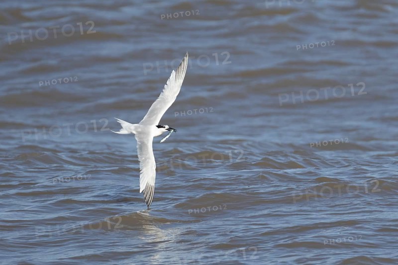 Sandwich tern (Thalasseus sandvicensis) adult bird with a fish in its beak in flight over the sea, England, United Kingdom