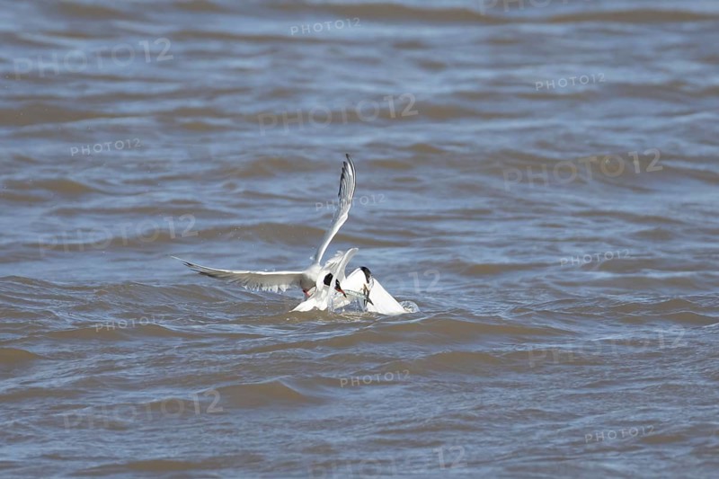 Common tern (Sterna hirundo) and Sandwich tern (Thalasseus sandvicensis) adult birds fighting over a fish in the sea, England, United Kingdom