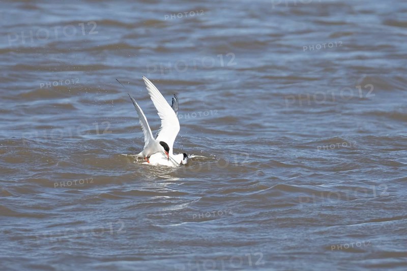 Common tern (Sterna hirundo) and Sandwich tern (Thalasseus sandvicensis) adult birds fighting over a fish in the sea, England, United Kingdom