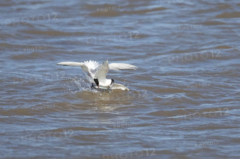 Common tern (Sterna hirundo) and Sandwich tern (Thalasseus sandvicensis) adult birds fighting over a fish in the sea, England, United Kingdom