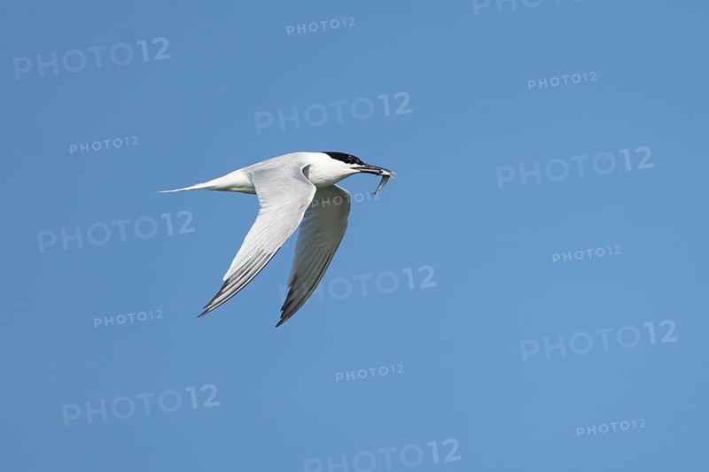 Sandwich tern (Thalasseus sandvicensis) adult bird with a fish in its beak in flight in a blue sky, England, United Kingdom