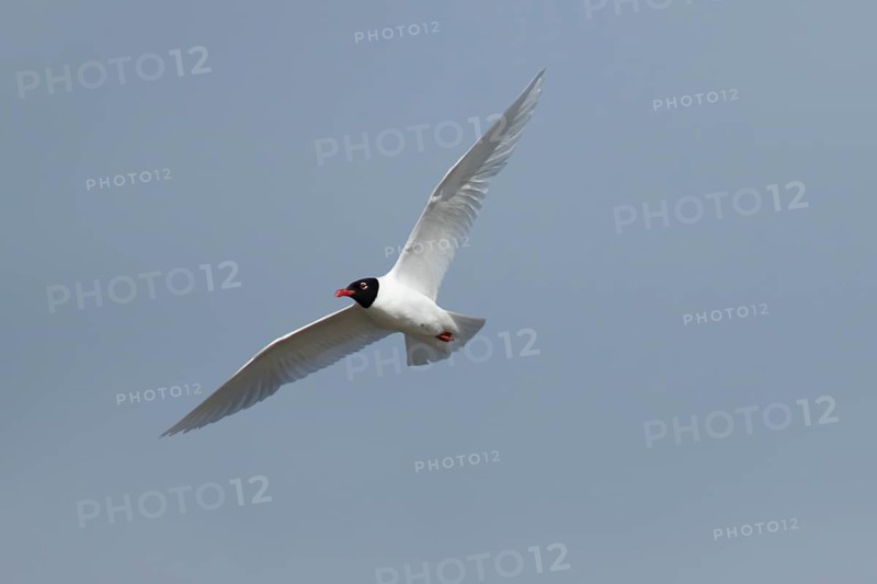 Mediterranean gull (Ichthyaetus melanocephalus) adult bird in flight in a blue sky, England, United Kingdom