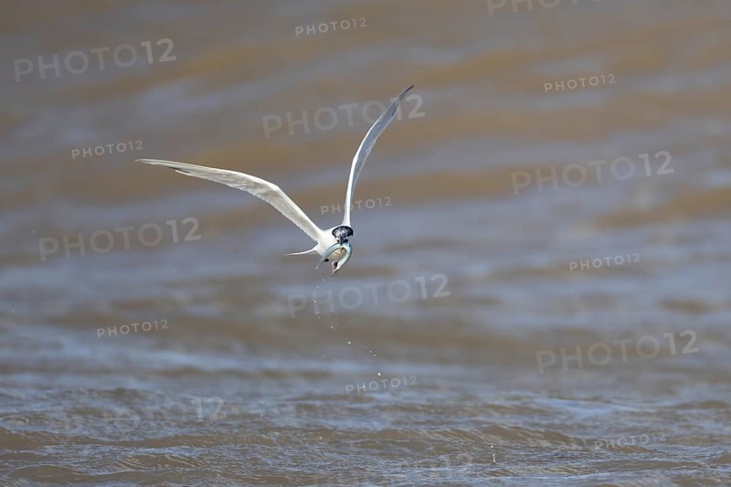 Sandwich tern (Thalasseus sandvicensis) adult bird with a fish in its beak in flight over the sea, England, United Kingdom