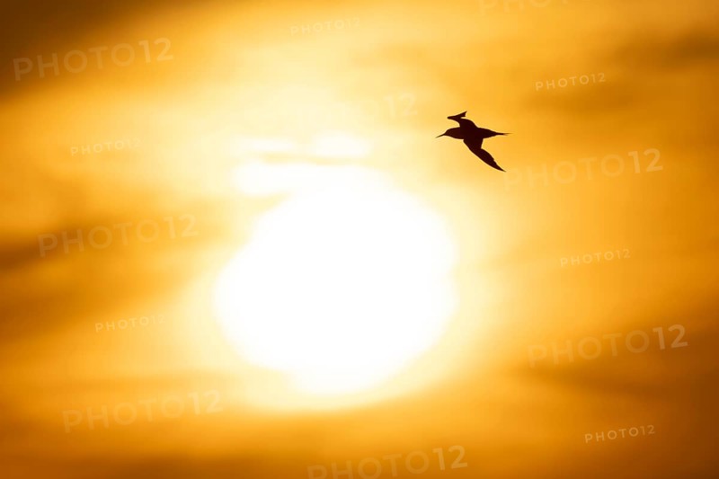 Sandwich tern (Thalasseus sandvicensis) silhouette of an adult bird in flight at sunset, England, United Kingdom