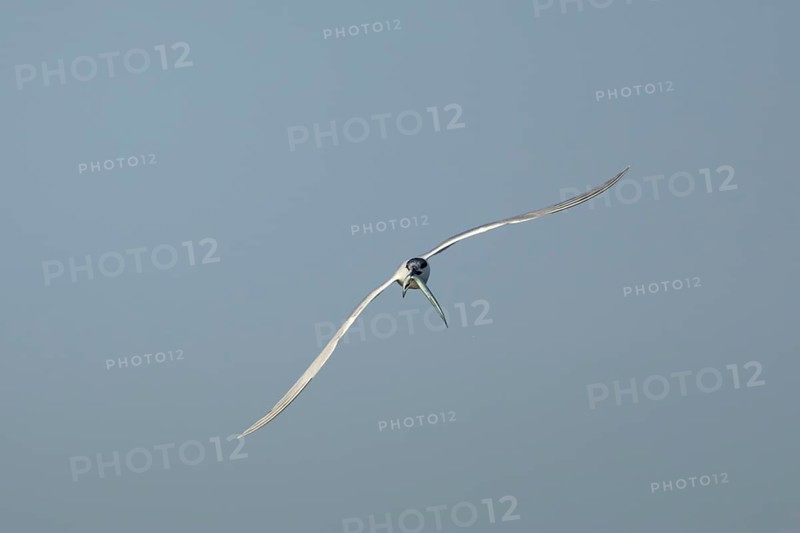 Sandwich tern (Thalasseus sandvicensis) adult bird with a fish in its beak in flight, England, United Kingdom