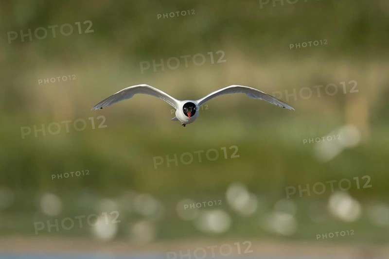 Mediterranean gull (Ichthyaetus melanocephalus) adult bird in flight, England, United Kingdom