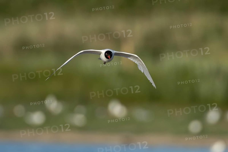 Mediterranean gull (Ichthyaetus melanocephalus) adult bird in flight, England, United Kingdom